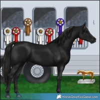 Horse Color:Gray Black 