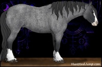 Horse Color:Blue Roan Splash 