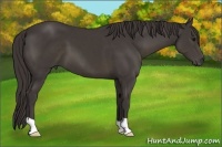 Horse Color:Smoky Black