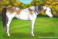 Horse Color:White Spotted Buckskin Splash 
