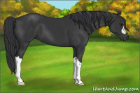 Horse Color:Black 