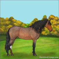 Horse Color:Bay Roan 