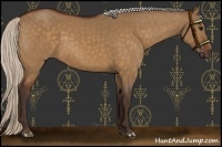 Horse Color:Silver Bay Dun 