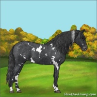 Horse Color:White Spotted Black Appaloosa 