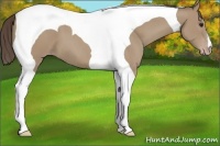 Horse Color:Classic Champagne Tobiano