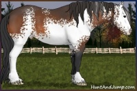 Horse Color:White Spotted Bay 