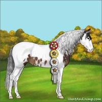 Horse Color:Brown Splash Tobiano Appaloosa 