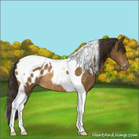 Horse Color:Buckskin Tobiano Appaloosa Rabicano 