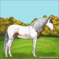 Horse Color:Bay Onyx Splash Tobiano 