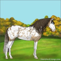 Horse Color:Buckskin Splash Appaloosa 