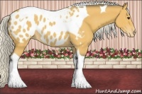 Horse Color:Silver Buckskin Tobiano Appaloosa Rabicano 
