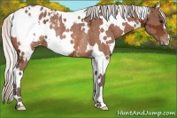 Horse Color:White Spotted Silver Bay Ice Appaloosa Rabicano 