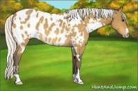 Horse Color:White Spotted Silver Buckskin Appaloosa 