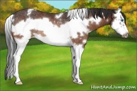 Horse Color:White Spotted Bay Splash Frame Appaloosa Rabicano 