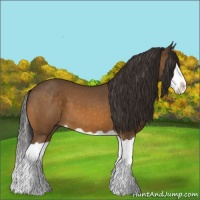 Horse Color:Buckskin Splash 