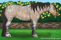 Horse Color:Buckskin Ice Roan
