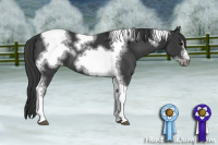 Horse Color:Black Sabino Tobiano Frame Appaloosa Rabicano 