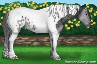 Horse Color:Blue Roan Tobiano Blanket Rabicano 
