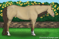 Horse Color:Classic Cream Champagne Dun 