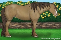 Horse Color:Classic Cream Champagne
