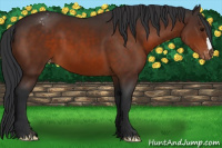 Horse Color:Brown Appaloosa 
