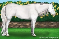 Horse Color:Perlino Roan Splash 
