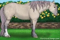 Horse Color:Watercolor Smoky Grullo Appaloosa 