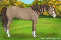 Horse Color:Classic Champagne Splash 