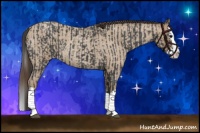 Horse Color:Blue Roan Sabino Splash  and Classic Champagne Roan Sabino Splash 