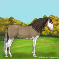 Horse Color:Unknown 