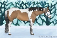 Horse Color:Bay Dun Splash Tobiano 