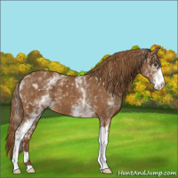 Horse Color:White Spotted Chestnut 