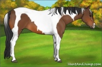 Horse Color:Bay Tobiano 