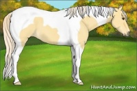 Horse Color:Palomino Dun Tobiano 