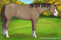 Horse Color:Classic Champagne Splash 