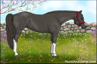 Horse Color:Smoky Black