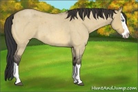 Horse Color:Buckskin Roan Dun Splash 