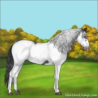 Horse Color:White Spotted Black Frame