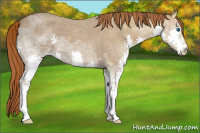 Horse Color:Red Ice Roan Splash 
