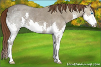 Horse Color:Liver Red Ice Roan Splash 