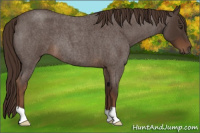 Horse Color:Liver Red Roan 