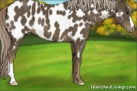 Horse Color:Chocolate Palomino Near Leopard 