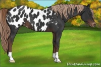 Horse Color:Liver Chestnut Appaloosa 