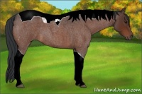 Horse Color:Bay Roan Tobiano 