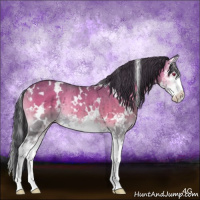 Horse Color:White Spotted Classic Champagne Chinchilla Onyx Splash Rabicano 