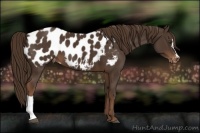 Horse Color:Liver Chestnut Near Leopard 