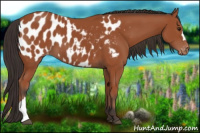 Horse Color:Bay Appaloosa