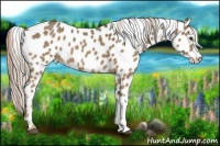 Horse Color:Chocolate Palomino Appaloosa 