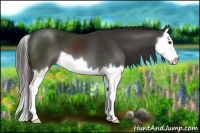 Horse Color:Liver Chestnut Splash 