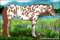 Horse Color:Chestnut Near Leopard